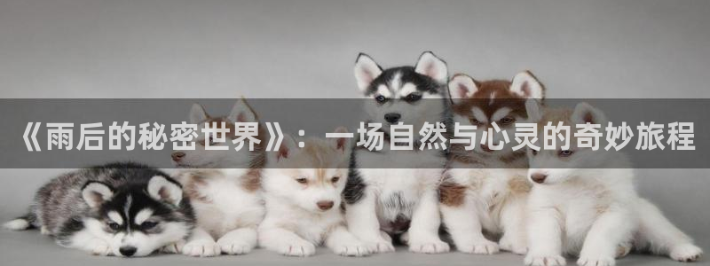 星辰耽漫网：《雨后的秘密世界》：一场自然与心灵的奇妙旅程